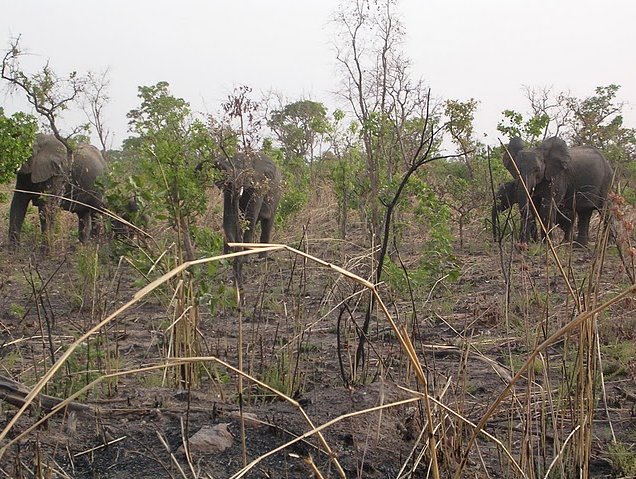 Benin Wildlife Safari Tour Tanguieta Diary Picture