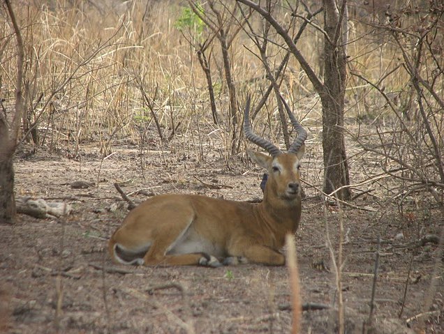 Benin Wildlife Safari Tour Tanguieta Trip Vacation