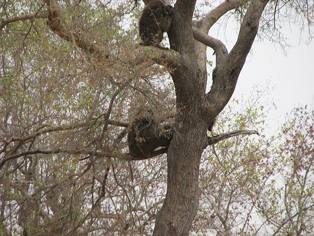 Benin Wildlife Safari Tour Tanguieta Travel