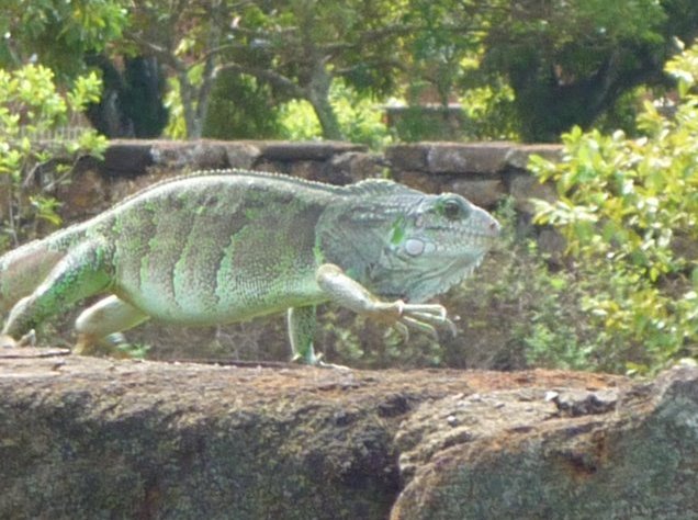 French Guiana Islands Cayenne Trip Adventure