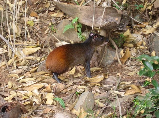   Cayenne French Guiana Blog Adventure