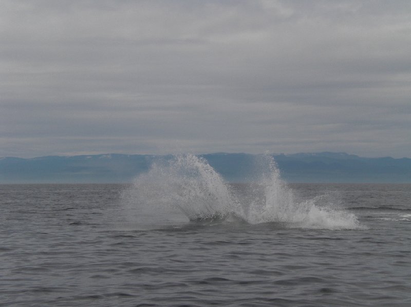 Vancouver Island orca watching Canada Review Gallery