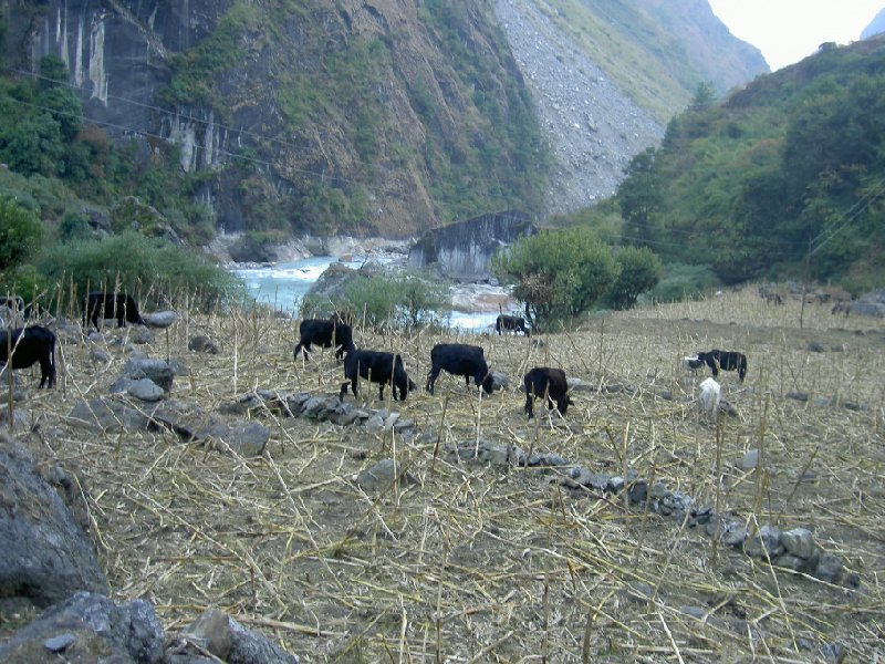 Annapurna Nepal 