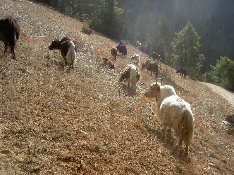 Annapurna base camp trek Nepal Blog Pictures