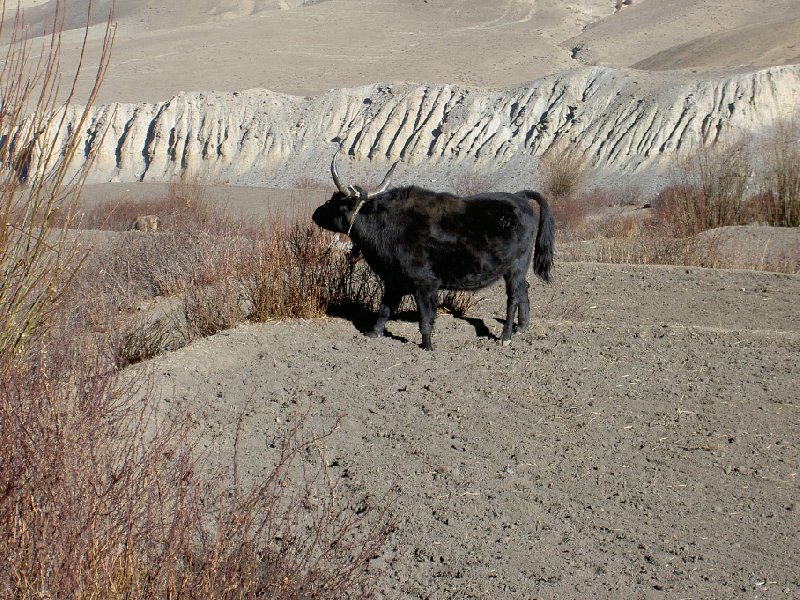 Annapurna base camp trek Nepal Trip Photo