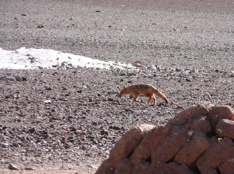 Uyuni Salt Tour Bolivia Holiday Sharing