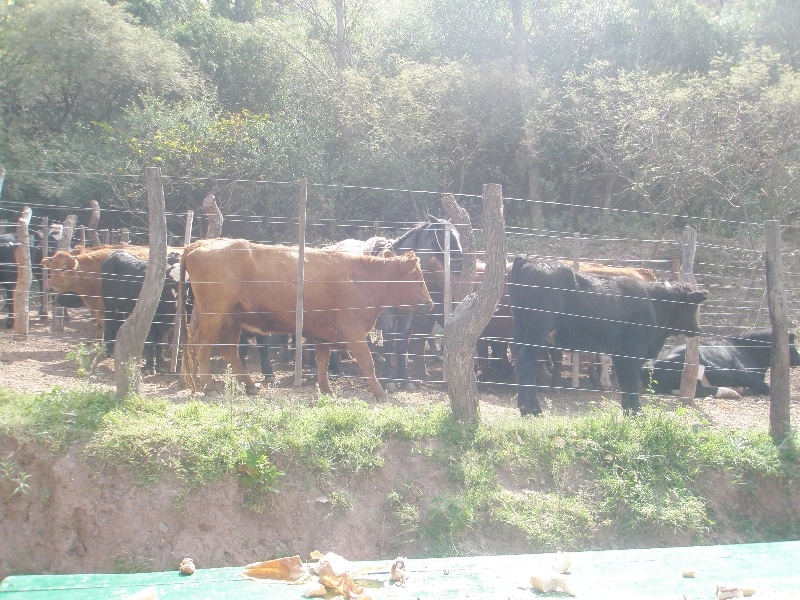 Photo Horse Riding with Argentinian Gauchos in Salta complimented