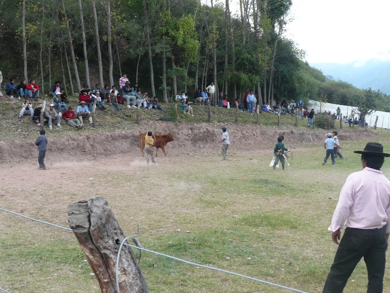 Photo Horse Riding with Argentinian Gauchos in Salta animal