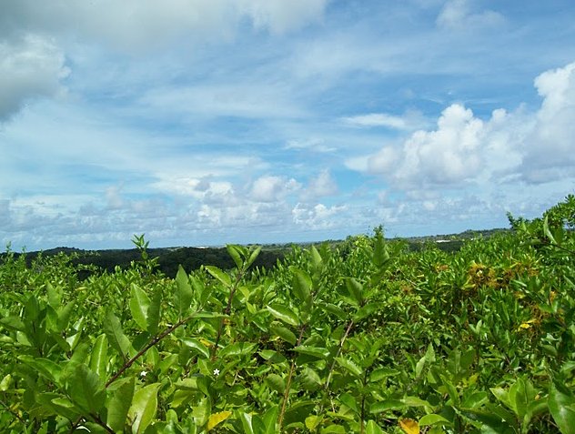 Nauru Island Pictures Yaren Review Photograph