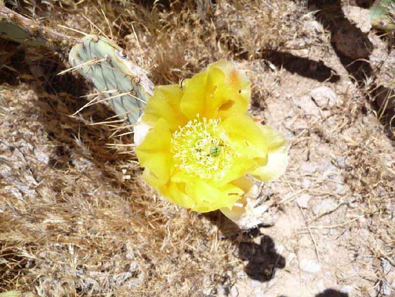 Apache Junction United States 