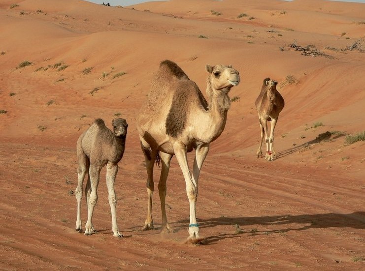 Wahiba Sands Desert Tour Oman Blog Photos
