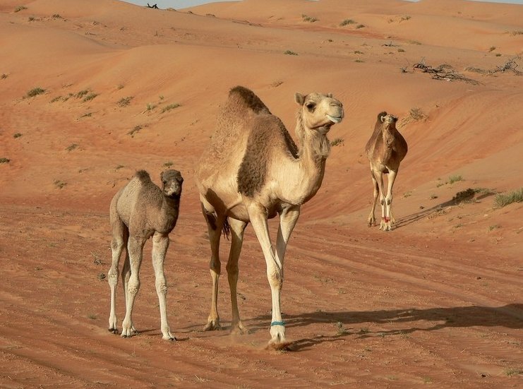 Photo Wahiba Sands Desert Tour really