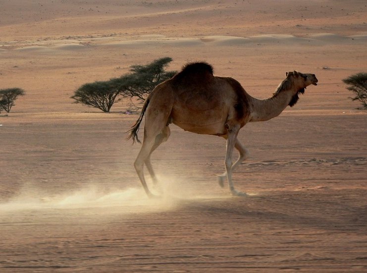 Photo Wahiba Sands Desert Tour guidance