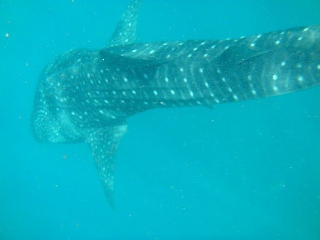 Djibouti whale sharks Vacation Photo