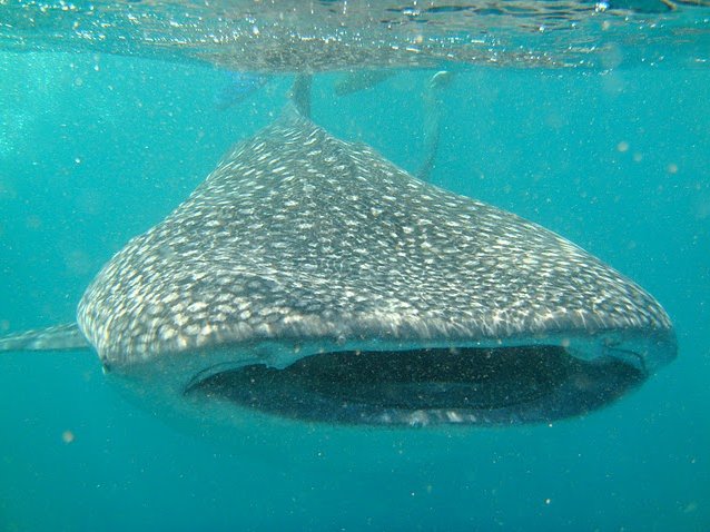 Photo Djibouti whale sharks Gibuti