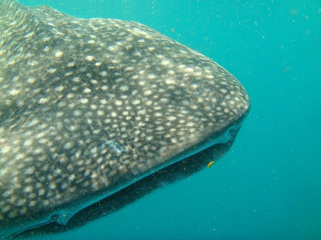 Photo Djibouti whale sharks Africa