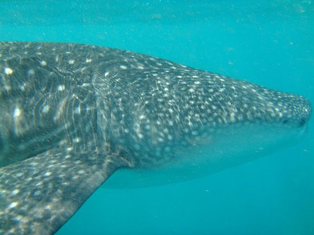 Photo Djibouti whale sharks between