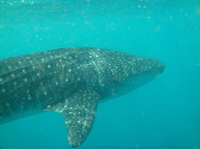 Photo Djibouti whale sharks Before