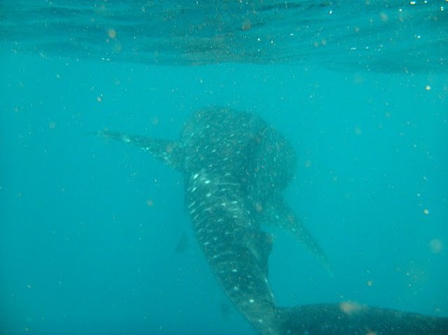 Djibouti whale sharks Blog Review