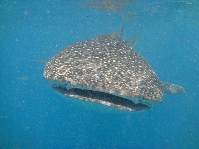 Photo Djibouti whale sharks beautiful