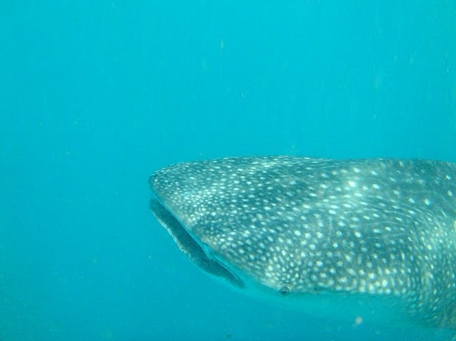 Photo Djibouti whale sharks especially