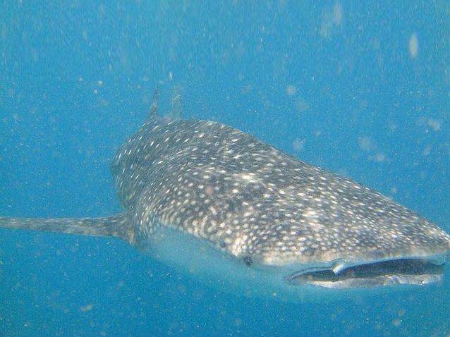 Photo Djibouti whale sharks diving