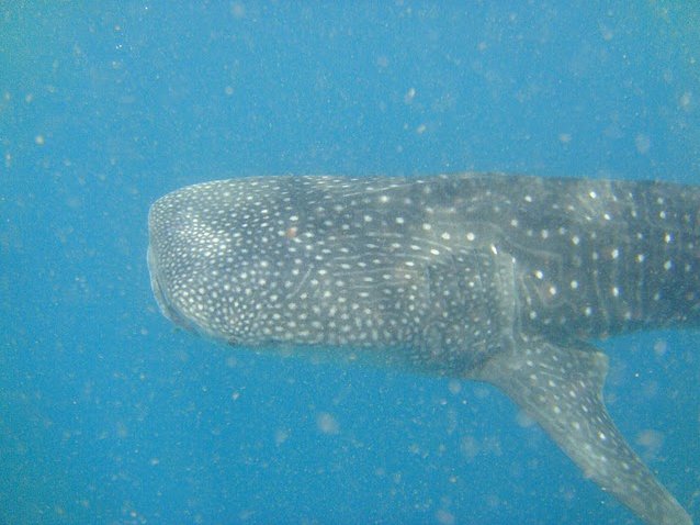 Photo Djibouti whale sharks interesting