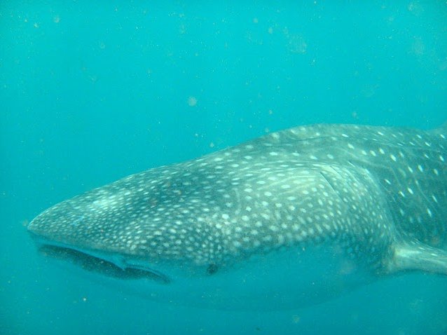 Photo Djibouti whale sharks largest