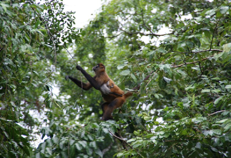 La Paz Waterfall Gardens Vara Blanca Costa Rica Travel Blog