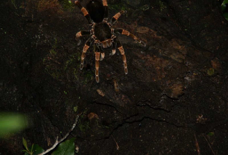 La Paz Waterfall Gardens Vara Blanca Costa Rica Travel Album