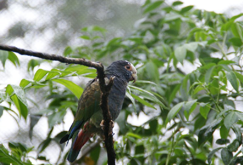 La Paz Waterfall Gardens Vara Blanca Costa Rica Travel Photographs