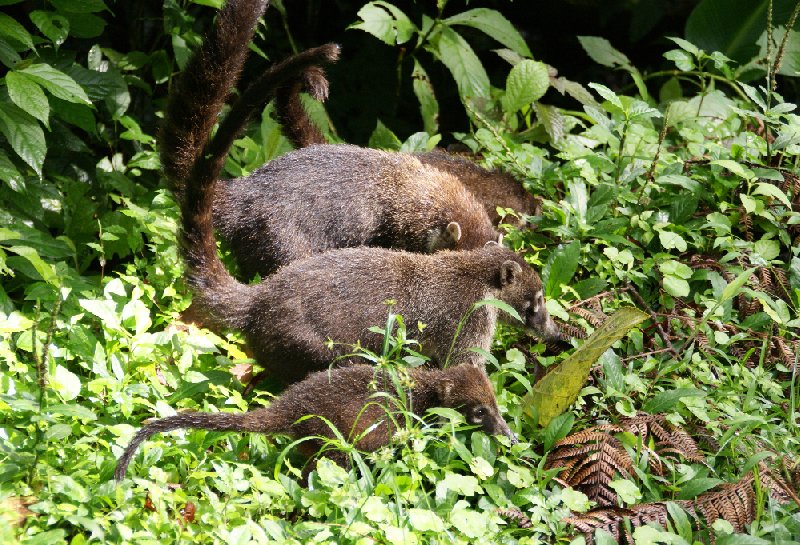 La Paz Waterfall Gardens Vara Blanca Costa Rica Blog Adventure