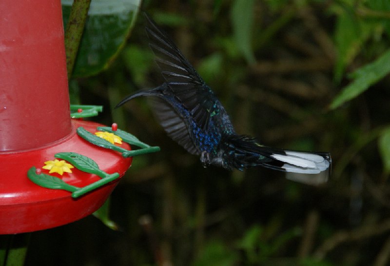 La Paz Waterfall Gardens Vara Blanca Costa Rica Review Picture