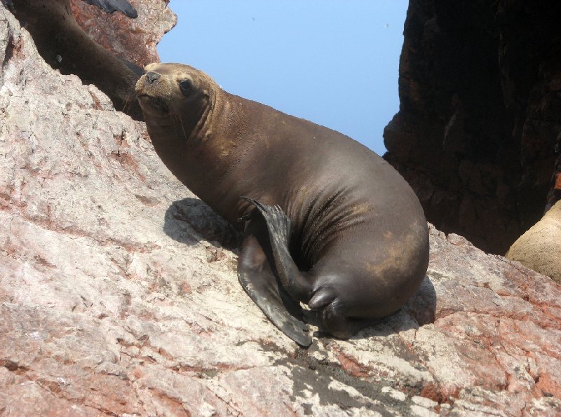 Reserva Nacional de Paracas near Pisco Peru Vacation Photos