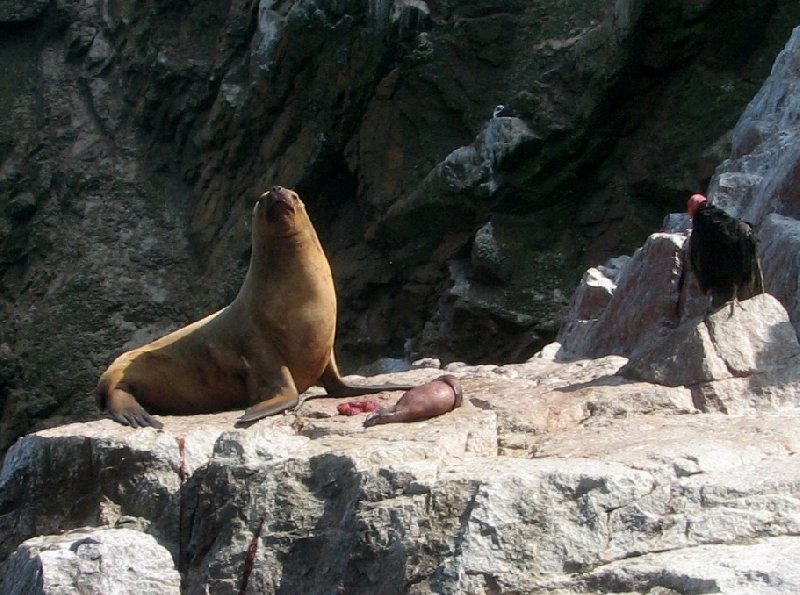 Reserva Nacional de Paracas near Pisco Peru Diary Information