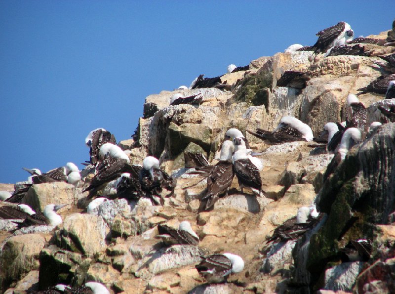 Reserva Nacional de Paracas near Pisco Peru Vacation Picture