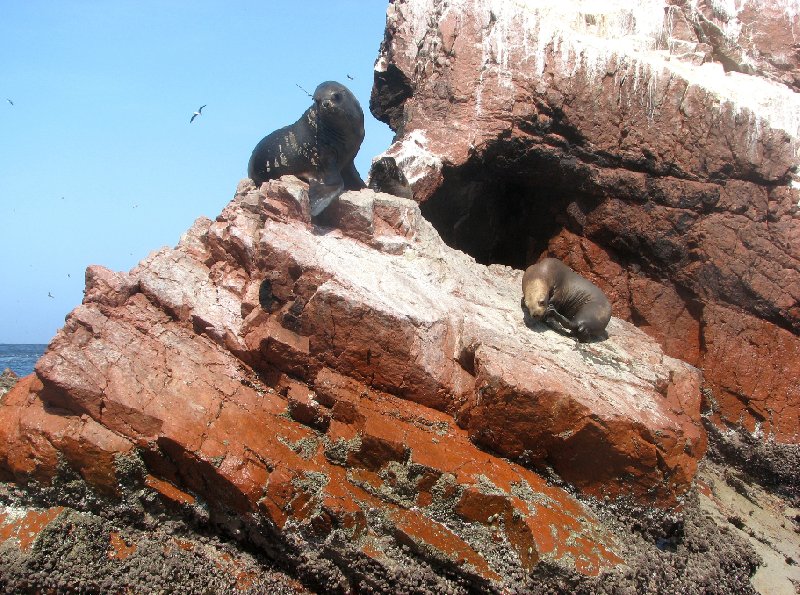 Reserva Nacional de Paracas near Pisco Peru Diary Pictures