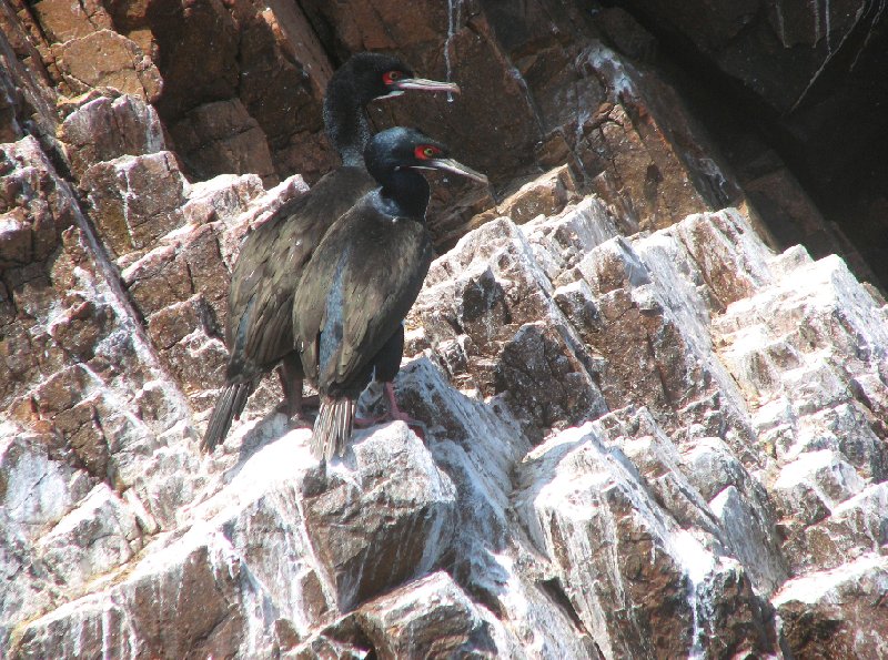 Photo Reserva Nacional de Paracas near Pisco Islands