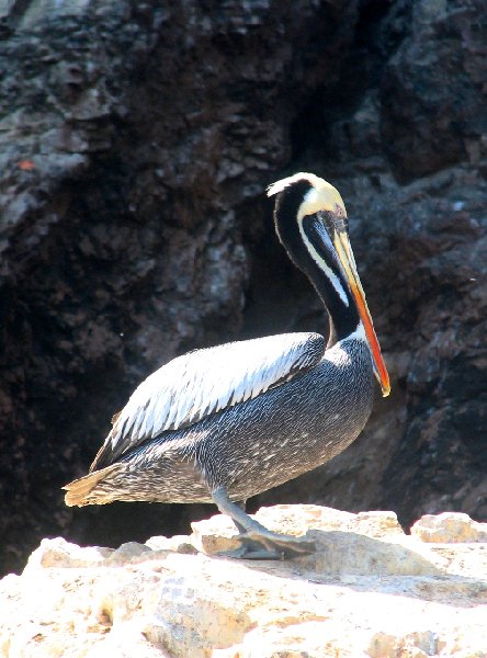 Photo Reserva Nacional de Paracas near Pisco stunning