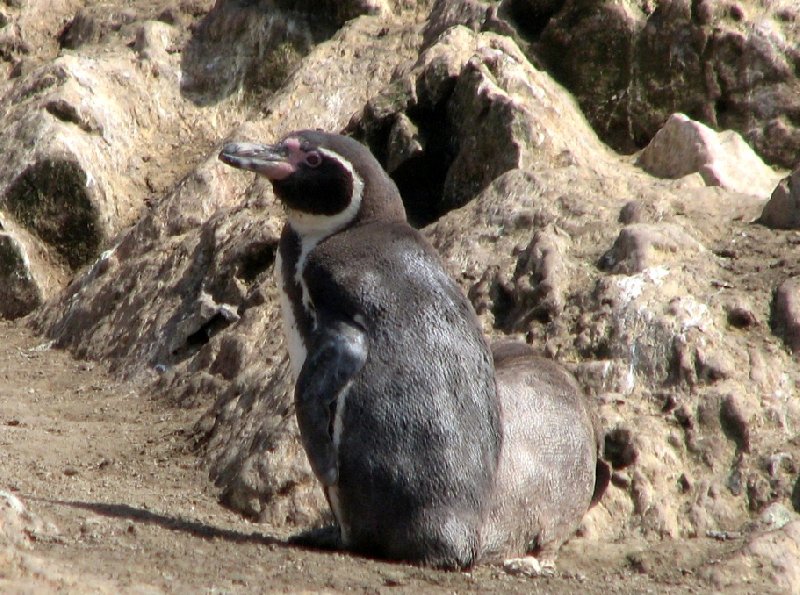 Photo Reserva Nacional de Paracas near Pisco onetrekking