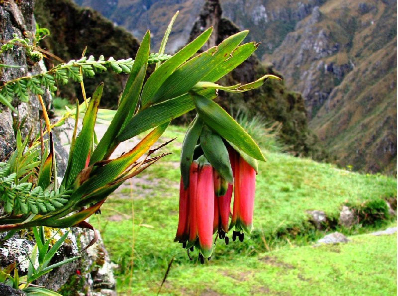 Photo Inca trail to Machu Picchu called