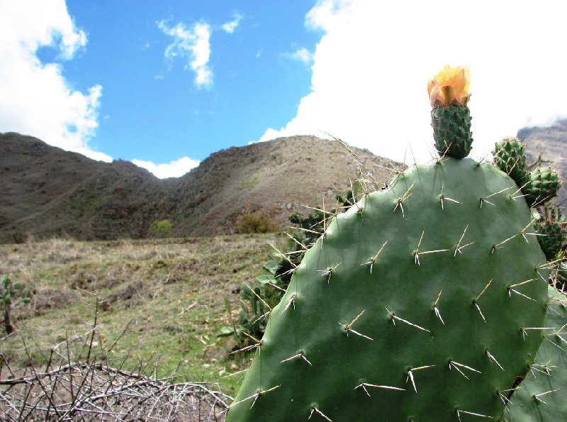 Photo Inca trail to Machu Picchu ancient