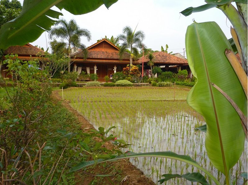 Photo Bogor Botanical Garden experience