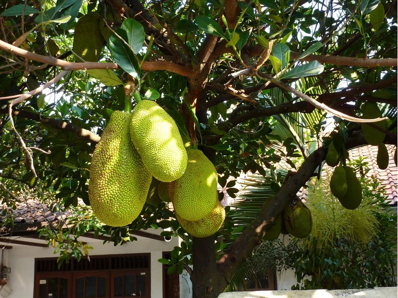 Photo Bogor Botanical Garden pleasant