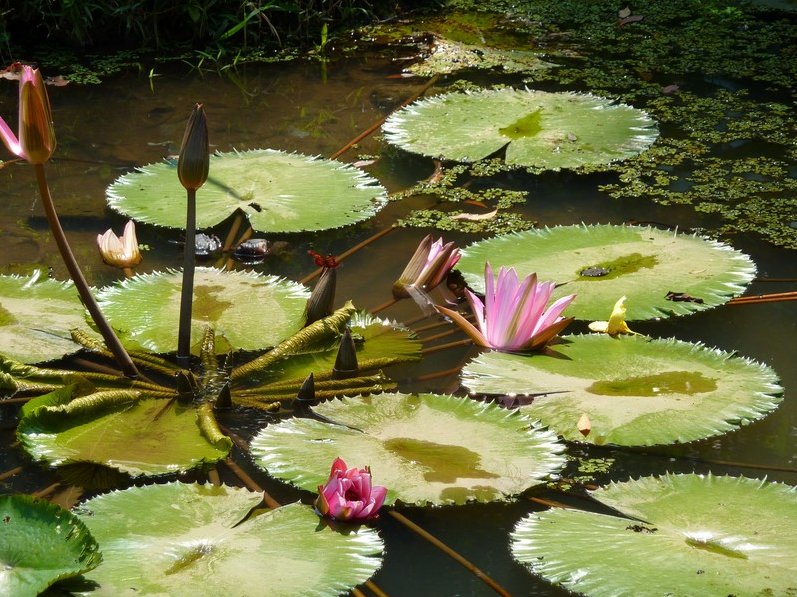 Bogor Botanical Garden Indonesia Travel Diary