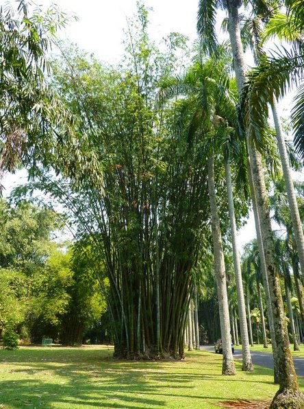 Photo Bogor Botanical Garden Botanical