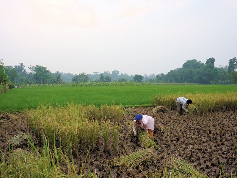   Bogor Indonesia Travel Information