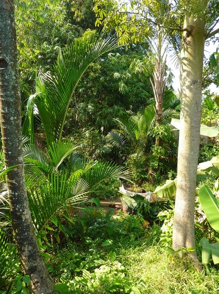 Photo Bogor Botanical Garden species