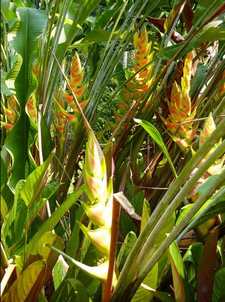 Photo Bogor Botanical Garden obviously