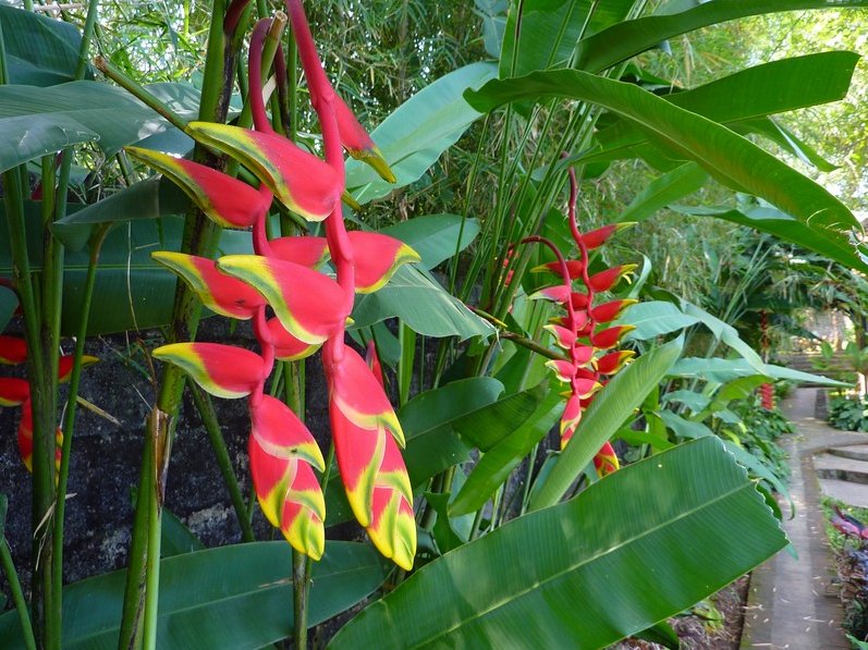 Photo Bogor Botanical Garden explain